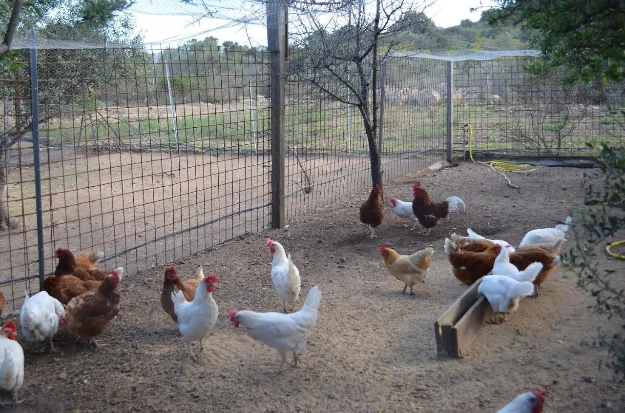 La Minditta San Teodoro  Bed & Breakfast